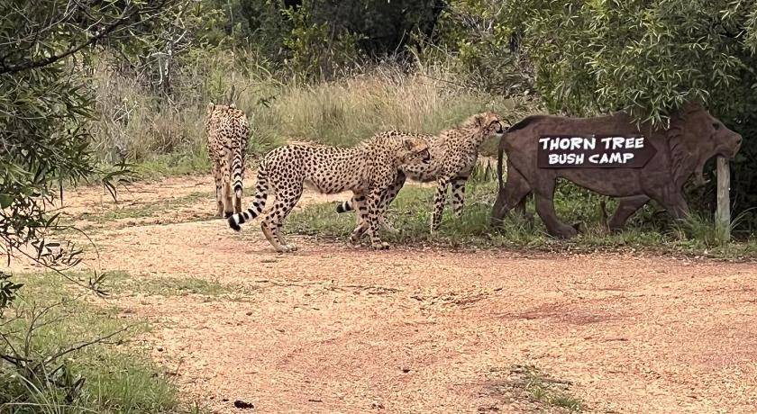Hammanskraal Resort | 50 m² Resort ∙ 8 guests