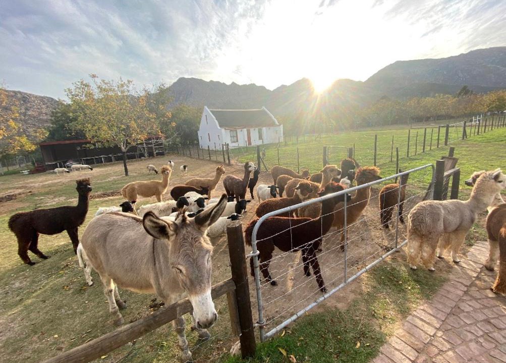 Montagu Apartment | Alpaca Inn