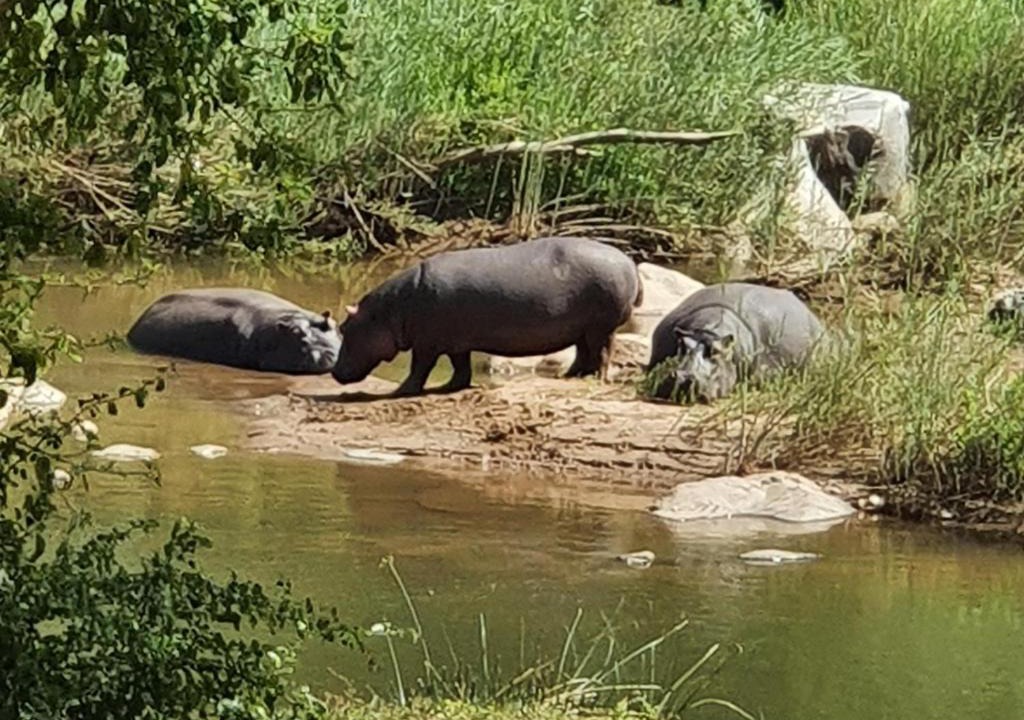 Maruleng Apartment | Ekuthuleni Hippo Rock