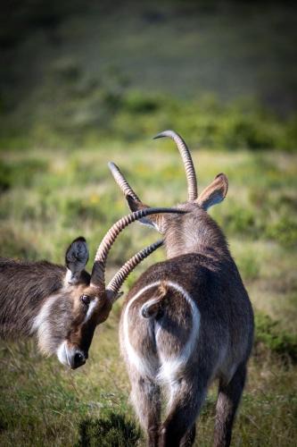 Brandwag Hotel | Garden Route Safari Camp