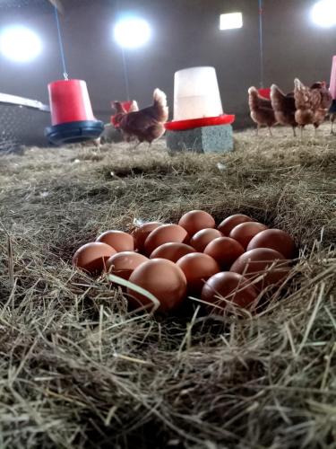 Randfontein House | Jackie's Farm House