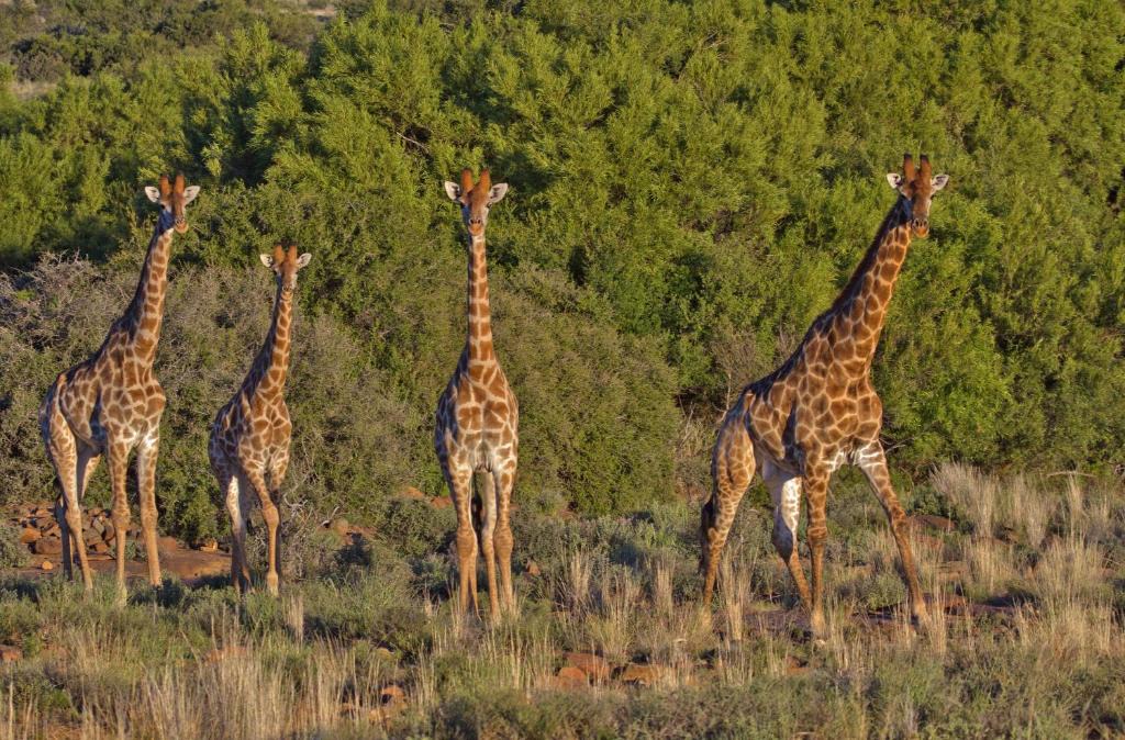 Ko Ka Tsara Bush Camp | Beaufort West