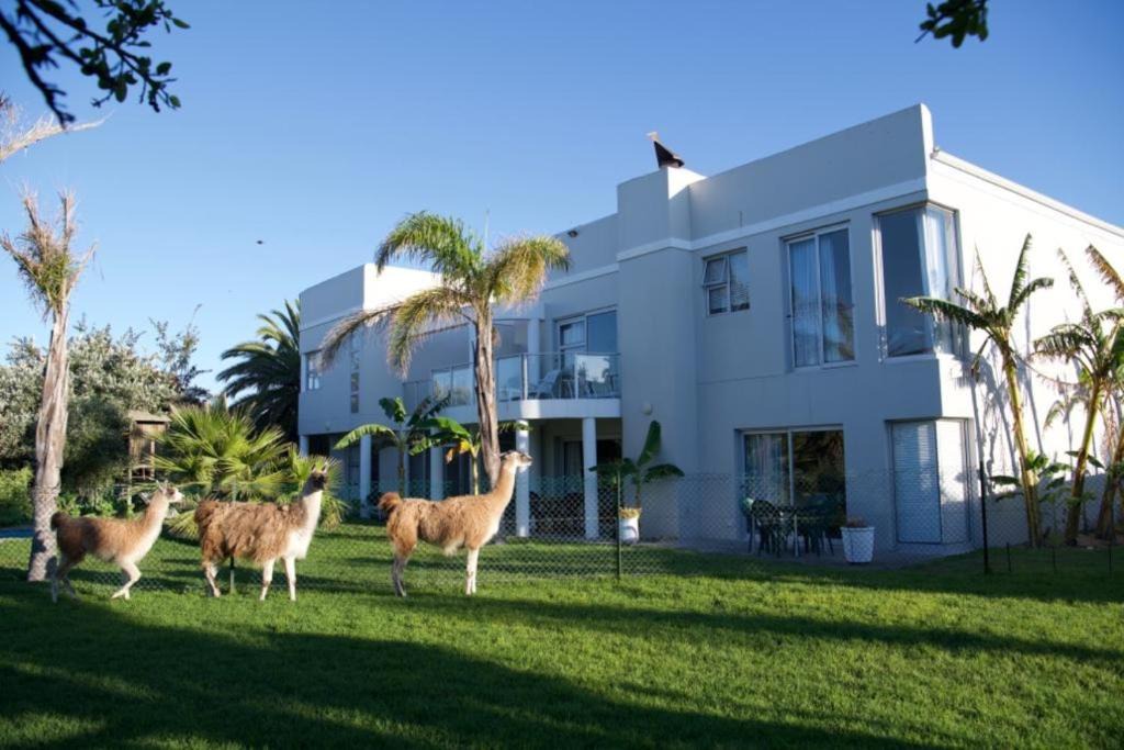 Sunset Beach Apartment | Lamabeach city farm