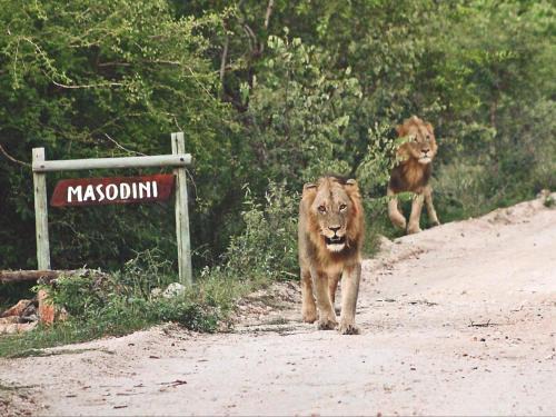 Masodini Lodge | Maruleng