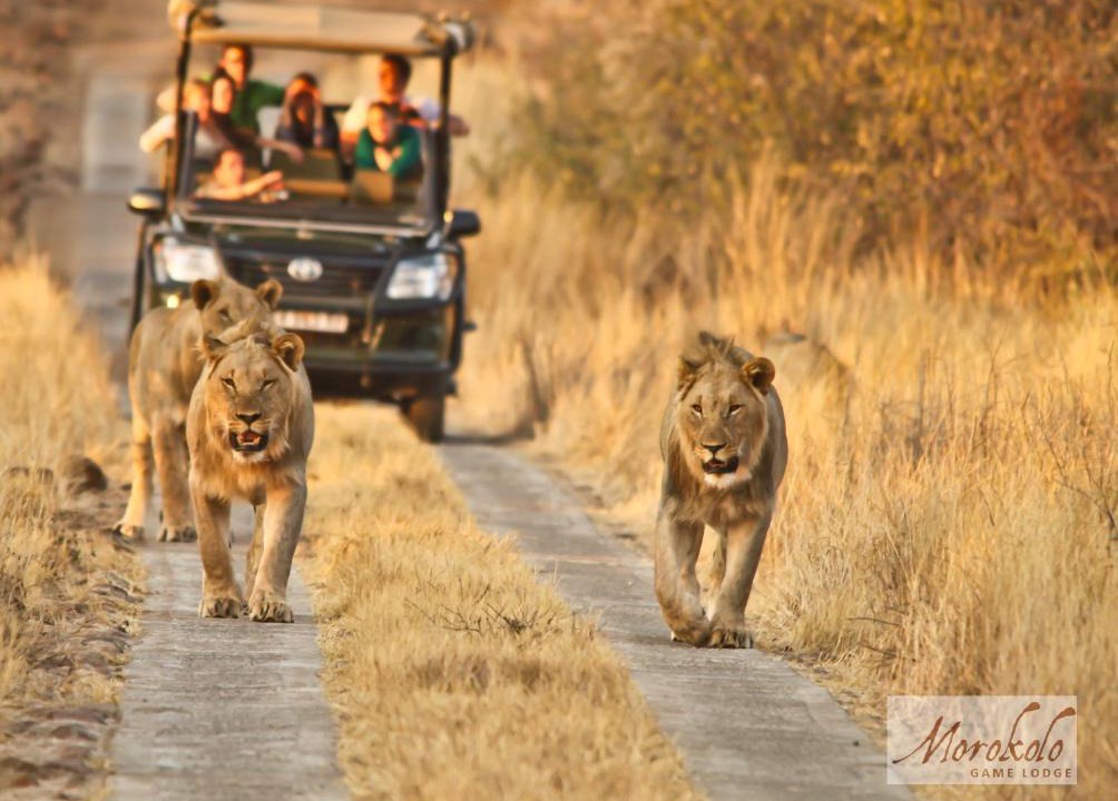 Pilanesberg National Park Cabin | Morokolo Safari Lodge Self-catering