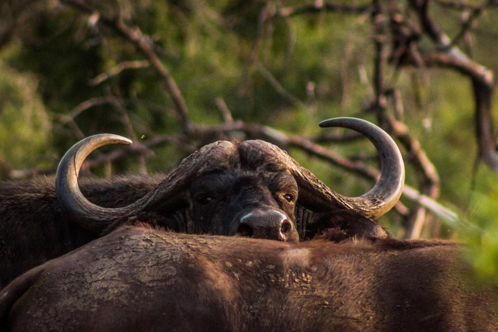 Pongola Cabin | Mpeti Lodge