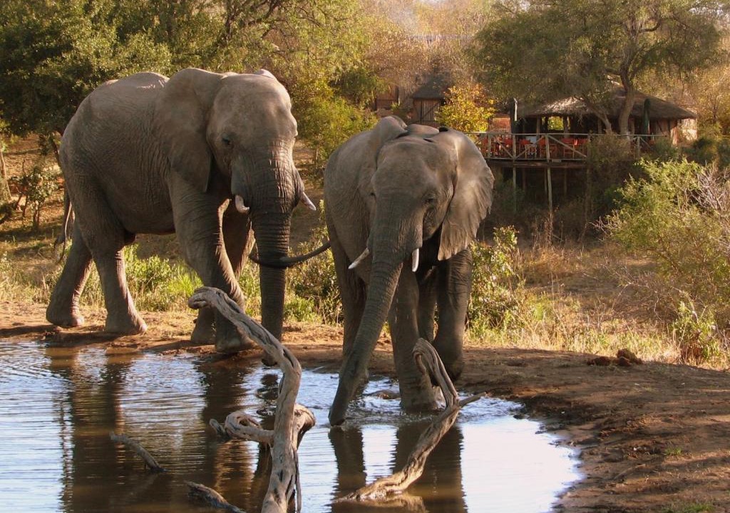 Thorny Bush Game Reserve Cabin | Umlani Bushcamp