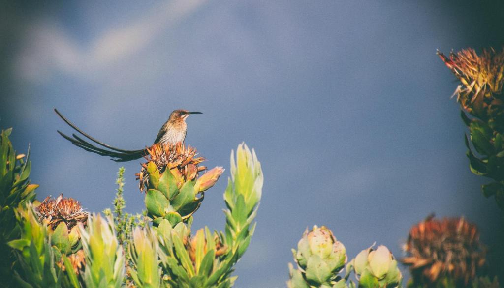 Still Bay House | Wild Rescue Nature Reserve