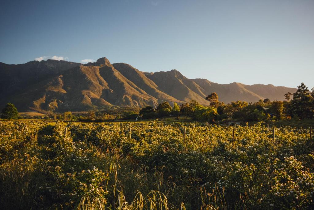 Swellendam House | Wildebraam Berry Estate