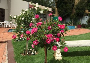 Marion Lodge - Sandton Home away from home