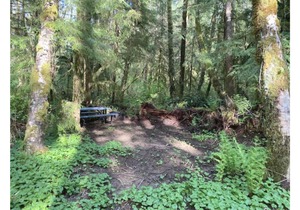 Primitive Tent Site #11- Beautiful Forested Property in Forks