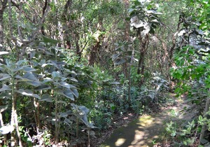 Pure wilderness in Amanzimlotzi Riverside Bush Tent in Limpopo, Kruger Park