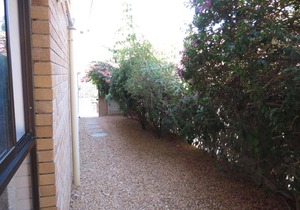 Three Spruce