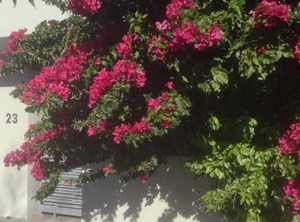 Grace | Claremont