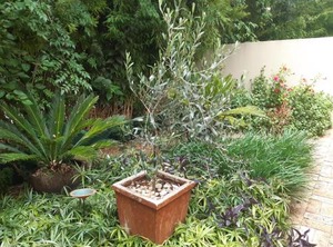 Olives | Linden