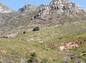 Disa Park City | Cape Town City Centre