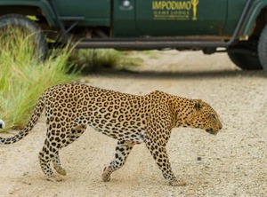 Impodimo Lodge | Madikwe Game Reserve