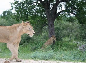 Kruger Adventure Lodge | Hazyview