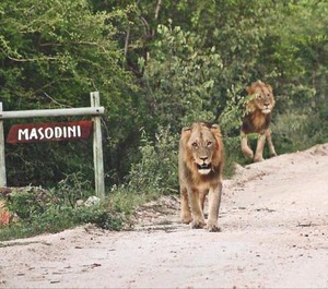 Masodini Lodge 