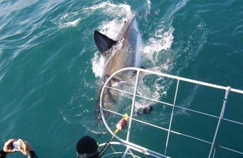 Gansbaai Cabin | Gansbaai Lodge & Backpackers