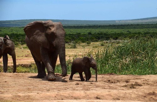 Addo Hostel | Hostel ∙ 8 guests