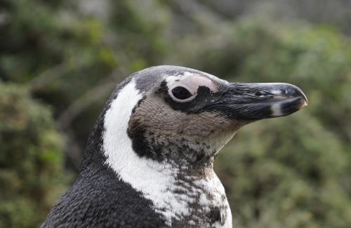 Betty's Bay Bed & Breakfast | Jack's Seaview