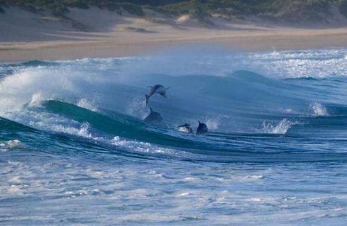 Cape Saint Francis Apartment | 20 m² Apartment ∙ 3 guests