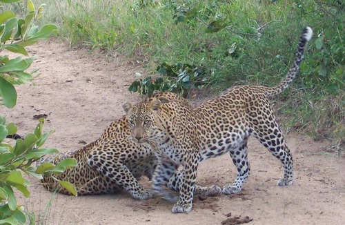 Thorny Bush Game Reserve Cabin | 3 bed bush-tent under 3 trees, for couple plus chaperone Free lion hyena sounds