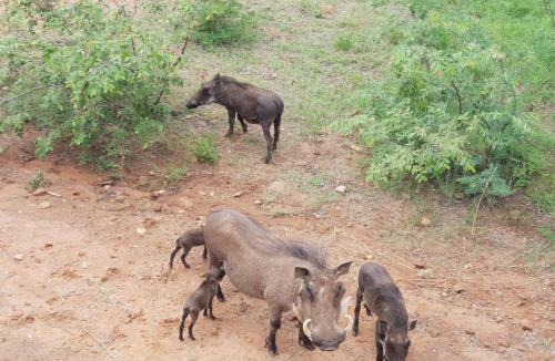 Bela-Bela Apartment | 636 Itaga Safari Lodge, Mabalingwe Nature Reserve