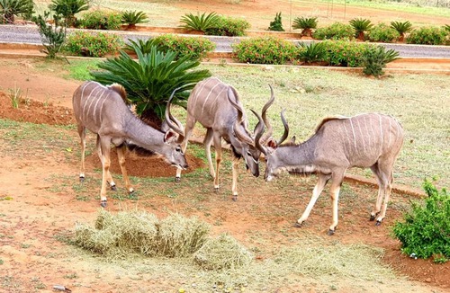 Lydenburg Apartment | 66 Sharalumbi Wildlife Estate