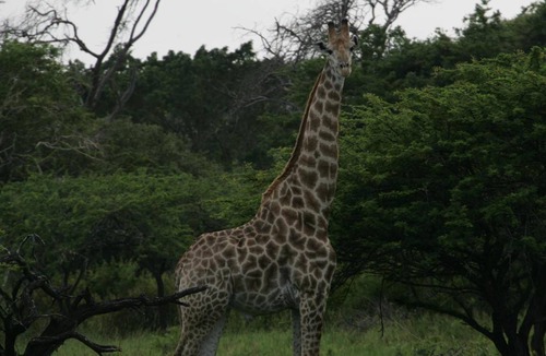 Hluhluwe Bed & Breakfast | 850 m² Bed and breakfast ∙ 14 bedrooms ∙ 127 guests