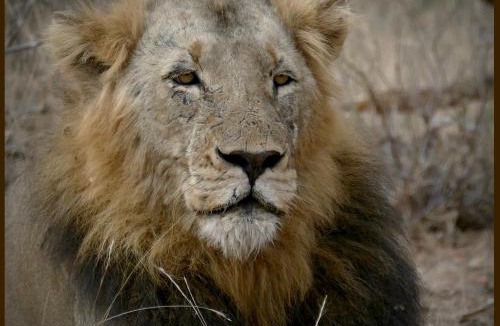 Phalaborwa House | Adonsonia Lodge