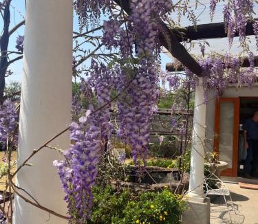 Belfast Bed & Breakfast | Apple and Rose