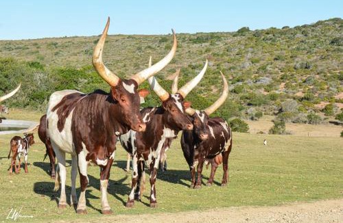 Hessequa Apartment | Baardbos Private Game Reserve