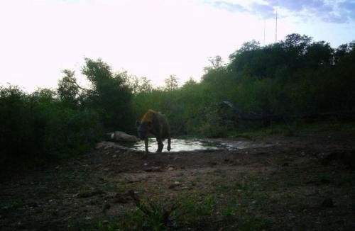 Phalaborwa Apartment | Balule Bushveld Safari Lodge