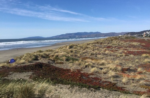 Outer Sunset Apartment | Beach Hide-Away at San Francisco's Ocean Beach