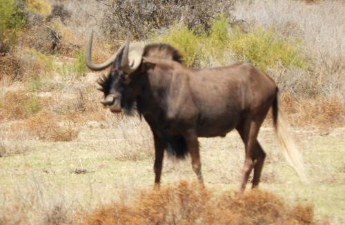 Plathuis House | Bobbejaankrans, Touwsberg Game and Nature Reserve