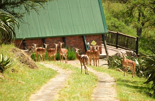 Merrivale Apartment | Bonnie View Game Lodge