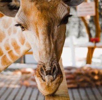 Oudtshoorn Cabin | Chandelier Game Lodge