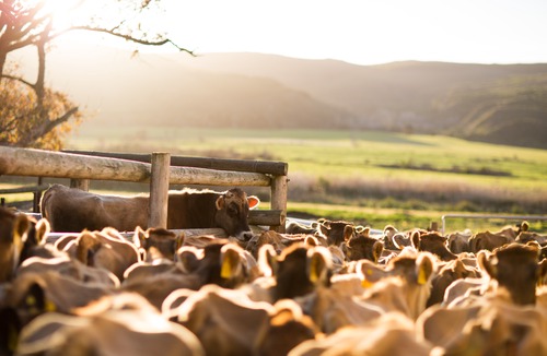 Papiesvlei Hotel | Country Cottage in The Overberg