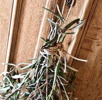 Paarl House | d'Olyfboom Guest House B & B