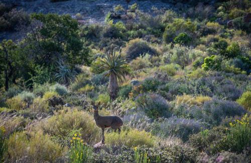Calitzdorp House | Daniel's Kraal Guest Farm