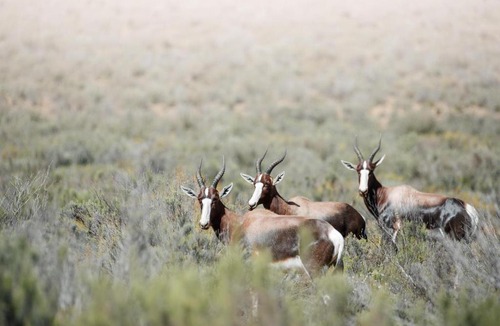 Langeberg Apartment | Drie Kuilen Nature Reserve