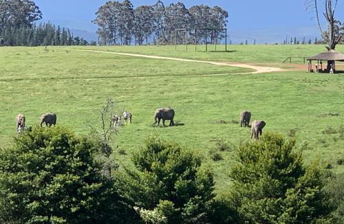Buffalo Hills Game Reserve House | Elephant View Homestead