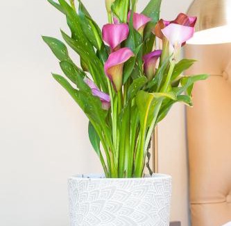Bellville House | Evertsdal Guesthouse