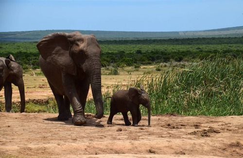 Addo Hostel | Hostel ∙ 8 guests