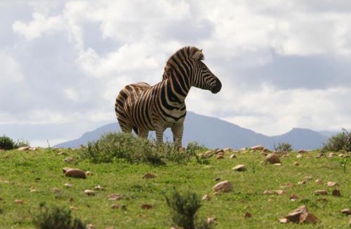 Mossel Bay Ski Chalet | Indalu Game Reserve
