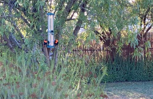 Prince Albert House | Karoo Feels