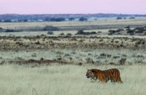 Kopanong Cabin | Kishindo Tiger Canyon Private Game Reserve