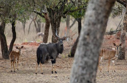 White River House | Kiyala Guest Farm